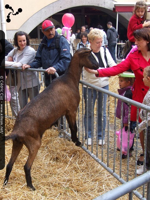 le Retour des Alpages, édition 2010 - le sam. 09 octobre 2010, dans la vieille ville à Annecy. – « le Retour des Alpages, édition 2010 » – mots associés : alpage, descente des alpages, fête