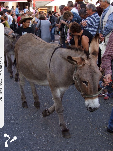 le Retour des Alpages, édition 2010 - le sam. 09 octobre 2010, dans la vieille ville à Annecy. – « le Retour des Alpages, édition 2010 » – mots associés : alpage, descente des alpages, fête