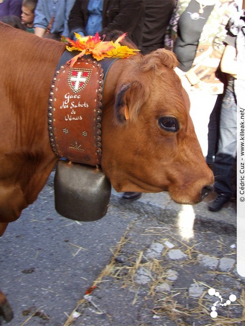 le Retour des Alpages, édition 2010 - le sam. 09 octobre 2010, dans la vieille ville à Annecy. – « le Retour des Alpages, édition 2010 » – mots associés : alpage, descente des alpages, fête