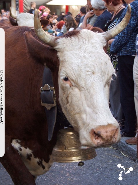 le Retour des Alpages, édition 2010 - le sam. 09 octobre 2010, dans la vieille ville à Annecy. – « le Retour des Alpages, édition 2010 » – mots associés : alpage, descente des alpages, fête