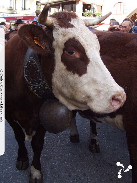 le Retour des Alpages, édition 2010 - le sam. 09 octobre 2010, dans la vieille ville à Annecy. – « le Retour des Alpages, édition 2010 » – mots associés : alpage, descente des alpages, fête