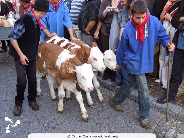 le Retour des Alpages, édition 2010 - le sam. 09 octobre 2010, dans la vieille ville à Annecy. — « le Retour des Alpages, édition 2010 » — mots associés : alpage, descente des alpages, fête