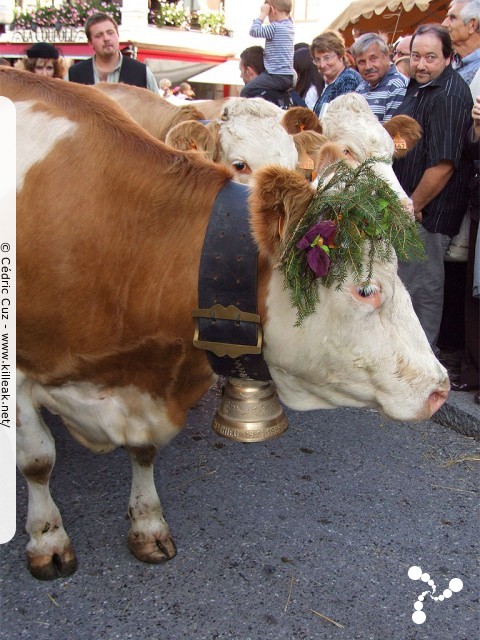 le Retour des Alpages, édition 2010 - le sam. 09 octobre 2010, dans la vieille ville à Annecy. — « le Retour des Alpages, édition 2010 » — mots associés : alpage, descente des alpages, fête