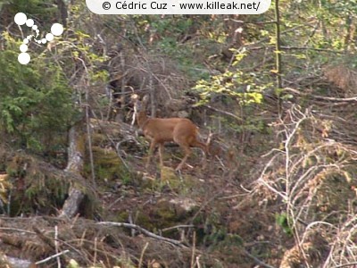  — Photos diverses : animaux - Une biche et un tout jeune faon. — © Cédric Cuz