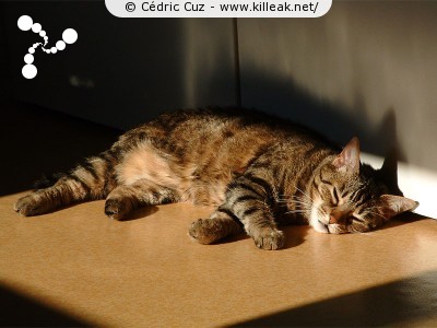  — Photos diverses : animaux - Mon chat ! Finette en train de bronzer ;-) — © Cédric Cuz