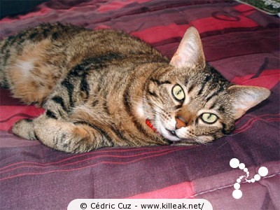  — Photos diverses : animaux - Mon chat ! Finette — © Cédric Cuz