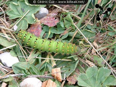  — Photos diverses : animaux - Une chenille, et elle se déplacait vite (!) — © Cédric Cuz