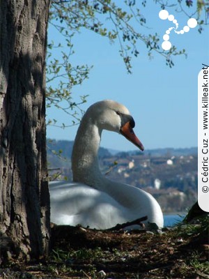  — Photos diverses : animaux - Un cygne couvant son nid... — © Cédric Cuz