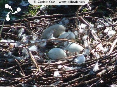  — Photos diverses : animaux - Les oeufs... — © Cédric Cuz