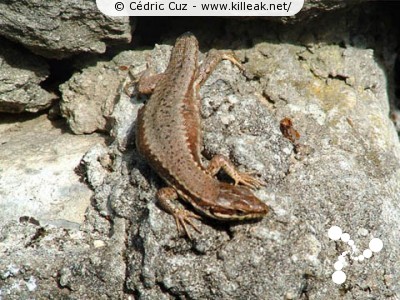  — Photos diverses : animaux - Un lézard (à la queue courte) sur un mur. — © Cédric Cuz