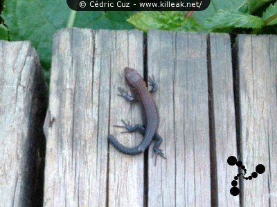  — Photos diverses : animaux - Un lézard sur les passerelles de promenade autour du lac. — © Cédric Cuz