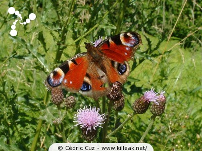  — Photos diverses : animaux - De très beaux papillons. — © Cédric Cuz