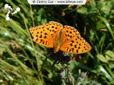  — Photos diverses : animaux - De très beaux papillons. — © Cédric Cuz