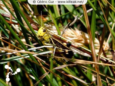  — Photos diverses : animaux - Une sauterelle, planquée dans les hautes herbes. — © Cédric Cuz
