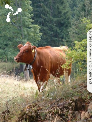  — Photos diverses : animaux - Une vache... — © Cédric Cuz