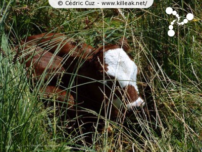  — Photos diverses : animaux - Un veau, lui aussi caché dans les hautes herbes. — © Cédric Cuz