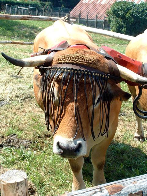 Fête western à 'Évires City', édition 2004 - le sam. 24 en soirée et le dim. 25 juillet 2004 ; Évires, Hte-Savoie. — « Fête western à 'Évires City', édition 2004 » —