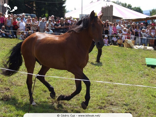 Fête western à 'Évires City', édition 2011 - les sam. 30 au soir et dim. 31 juillet 2011 toute la journée, Évires fait la fête sur le thème du western... – « Fête western à 'Évires City', édition 2011 » – Spectacles et animations équestres, show de line-dance, concerts acoustiques de musique country. – mots associés : évires, fête, western