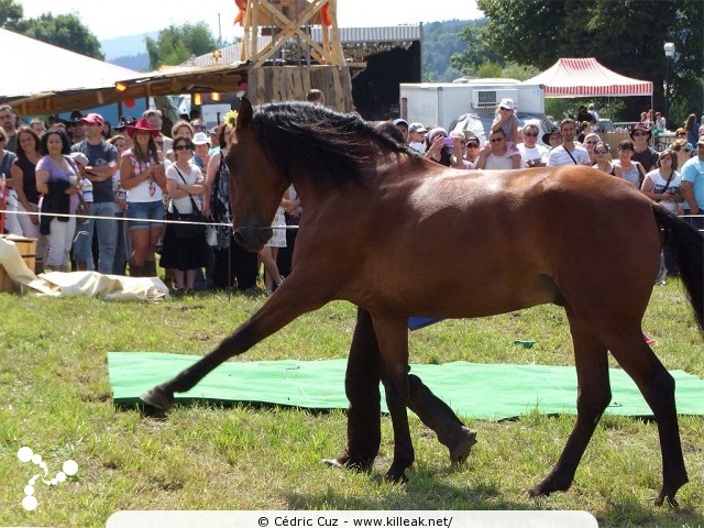 Fête western à 'Évires City', édition 2011 - les sam. 30 au soir et dim. 31 juillet 2011 toute la journée, Évires fait la fête sur le thème du western... – « Fête western à 'Évires City', édition 2011 » – Spectacles et animations équestres, show de line-dance, concerts acoustiques de musique country. – mots associés : évires, fête, western