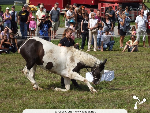 Fête western à 'Évires City', édition 2011 - les sam. 30 au soir et dim. 31 juillet 2011 toute la journée, Évires fait la fête sur le thème du western... – « Fête western à 'Évires City', édition 2011 » – Spectacles et animations équestres, show de line-dance, concerts acoustiques de musique country. – mots associés : évires, fête, western