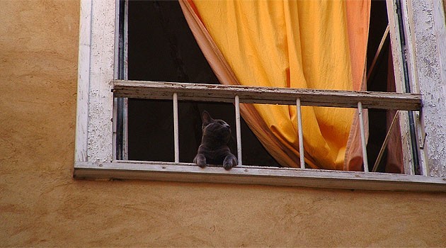 « Image du jour - 28/06/2003 - chat à la fenêtre » —