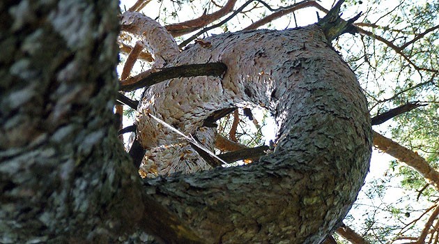 « Image du jour - 17/06/2012 - un arbre tordu... comme moi ! » — mots associés : photo
