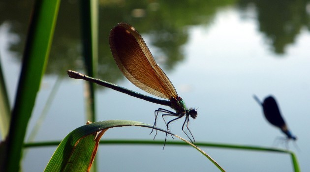 « Image du jour - 06/08/2015 - au bord de l'étang d'Anneyron » —
